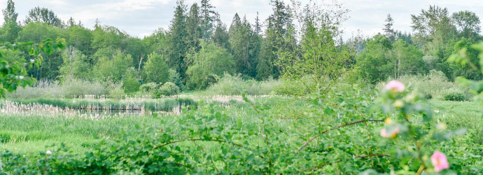 Spring weather and trees at Brydon Lagoon.